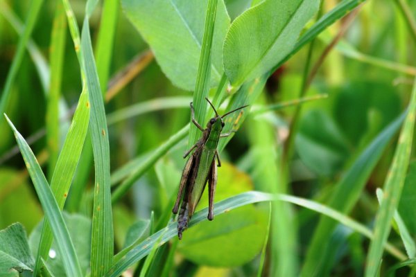 Кузнечик в лесу