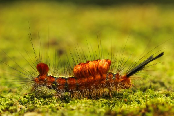 Насекомые в природе