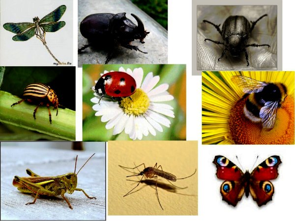 Разнообразие насекомых
