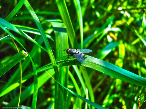 Насекомые и травинки