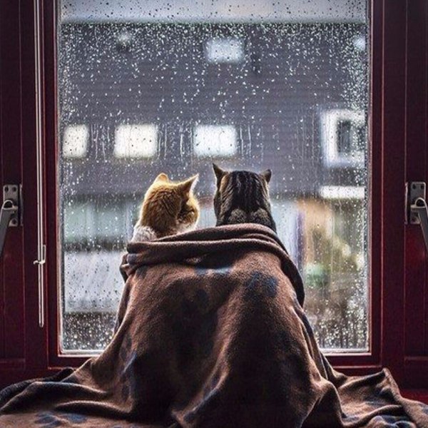 Кот под дождем