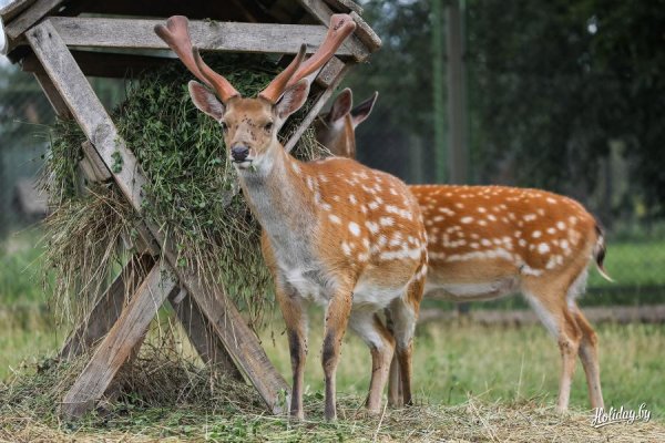 Животные Браславских озер в красной книге