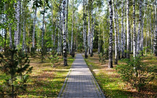 Березовая роща Тверь парк