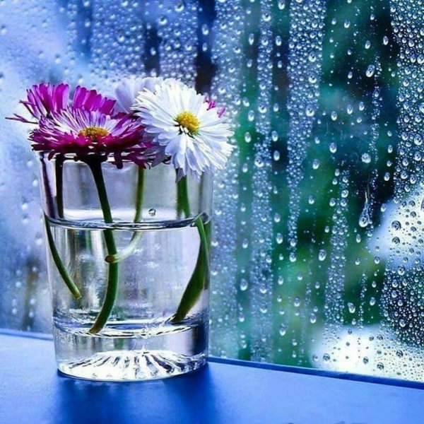 Доброе дождливое утро