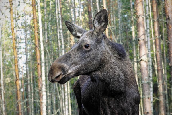 Водлозерский национальный парк Карелия