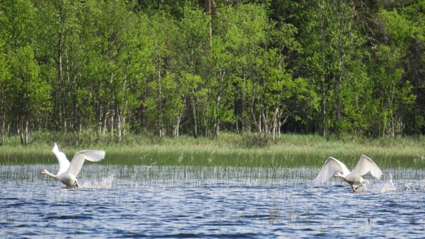 Водлозерский национальный парк