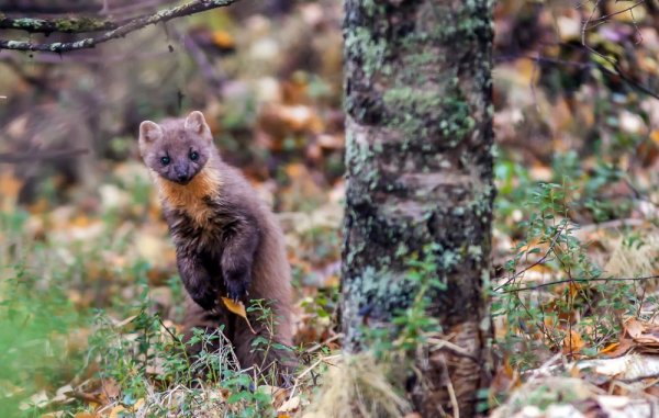 Водлозерский национальный парк фауна