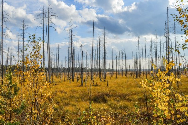 Водлозерский национальный парк