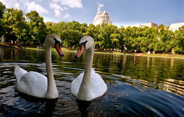 Лебеди летнего сада в Санкт-Петербурге