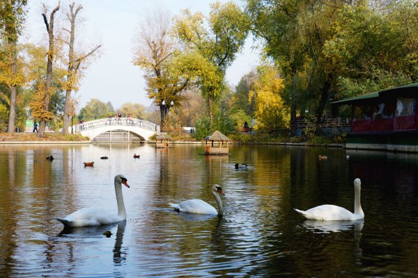 Парк Горького Москва Голицынский пруд лебеди
