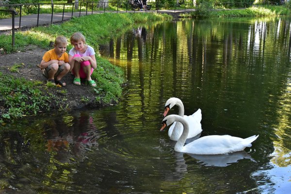Город Клин парк лебедей
