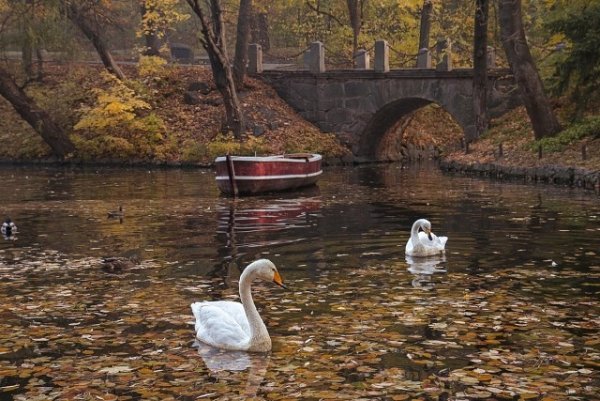 Екатерининский парк осень озеро лебеди