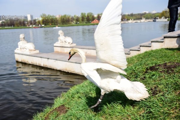 Екатерининский парк Тирасполь лебеди