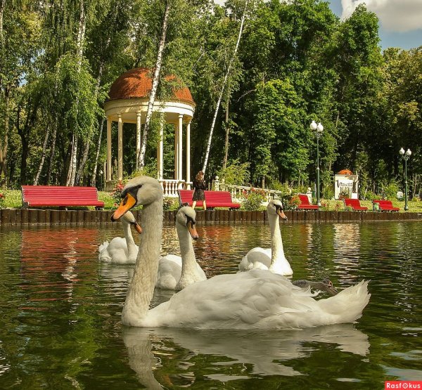 Лебединое озеро парк Горького