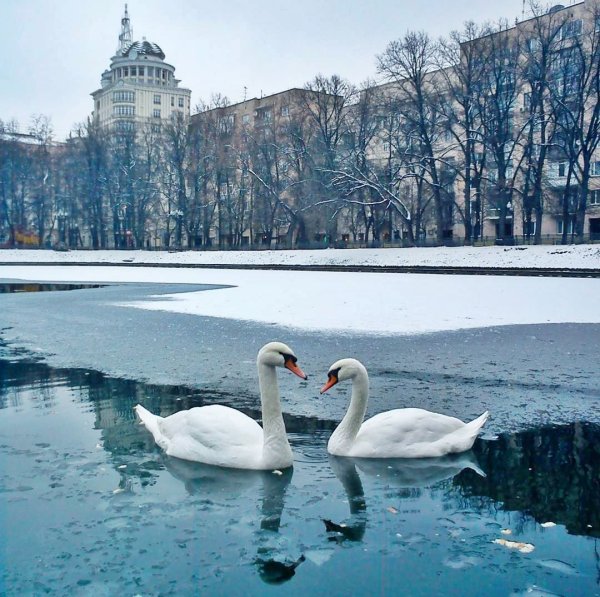 Патриаршие пруды Москва зима