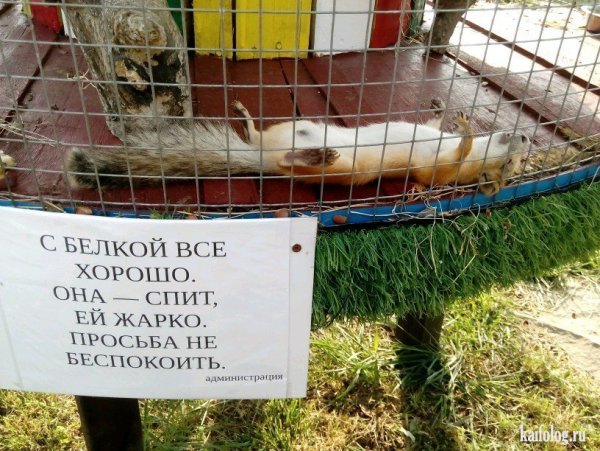 Шутки про жару