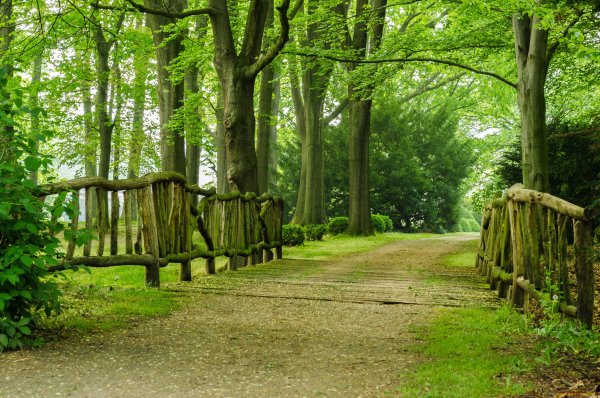 Аллея в лесу