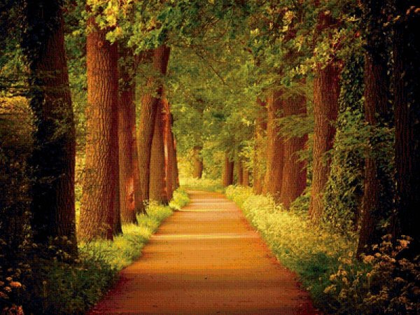 Аллея в лесу