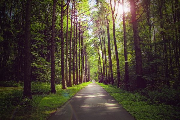 Мещерский лес аллея