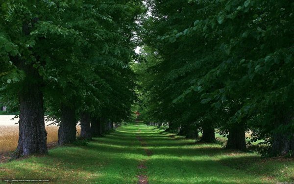 Деревья в парке летом