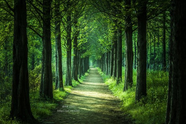 Тропинка в лесу