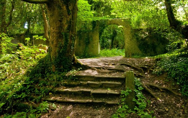 Развалины в лесу