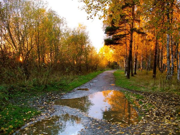 Лужи осенью