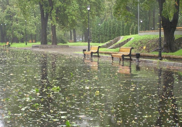 Дождливое лето в парке