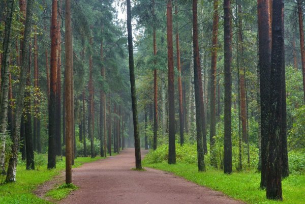 Парк Сосновка в Санкт-Петербурге
