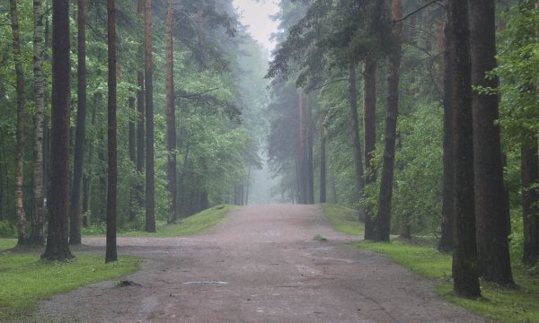 Лесопарк Сосновка Санкт-Петербург