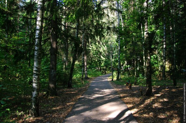 Зеленоградский лесопарк Зеленоград
