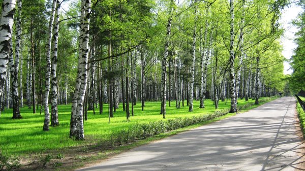 Парк Березовая роща