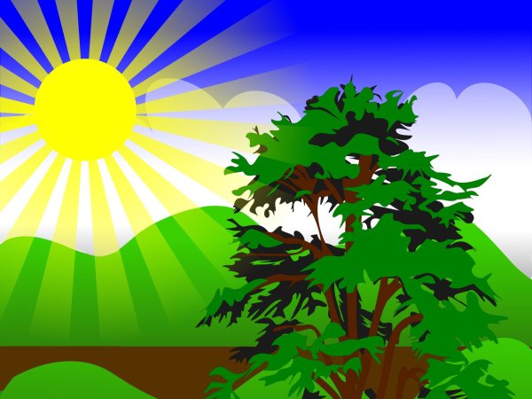 Дерево и солнце рисунок