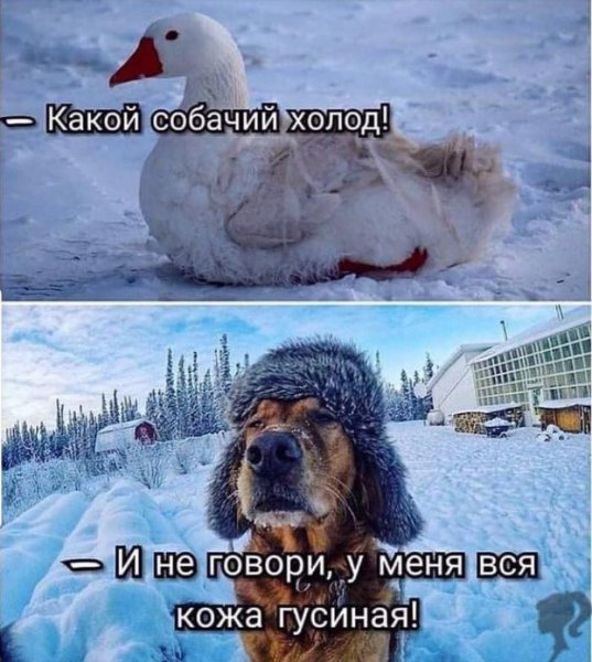 Доброе морозное утро с юморком
