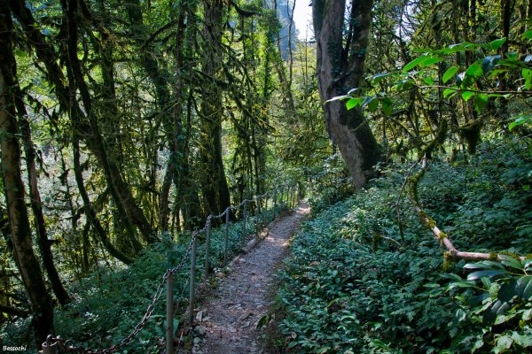 Тисо-Самшитовая роща