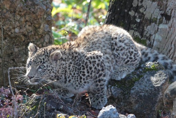 Сочинский национальный парк леопарды