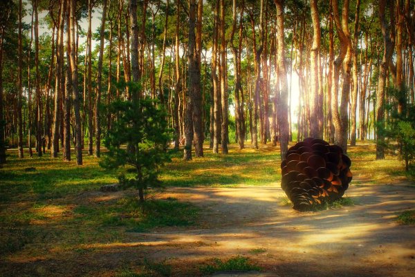 Парк Алые паруса Воронеж