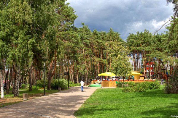 Сосновый парк Алые паруса Воронеж