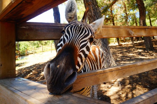 Сафари-парк Геленджик