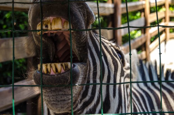 Город Геленджик сафари парк