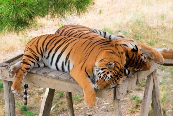 Сафари-парк Геленджик