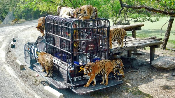 Бангкок сафари ворд