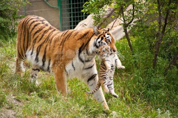 Сафари-парк Геленджик