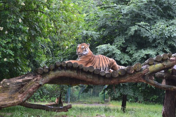 Ганновер сафари парк