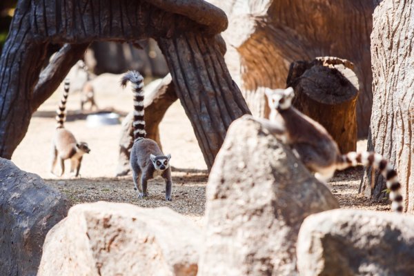 Сафари парк Краснодар