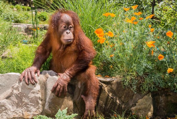 Геленджик зоопарк сафари