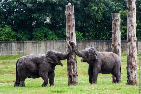 Зоопарк Гивскуд Дания