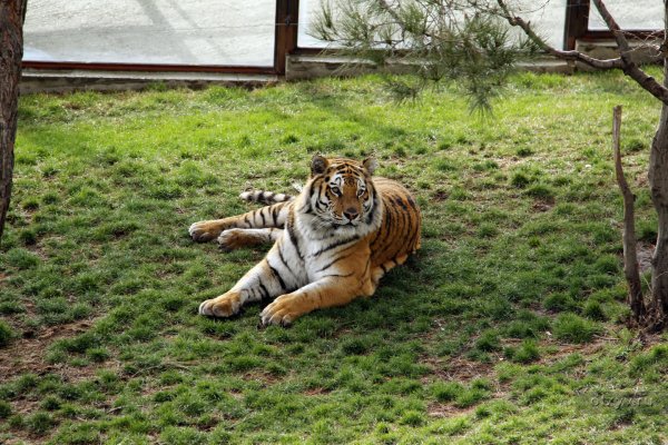 Сафари парк Геленджик тигр вольер