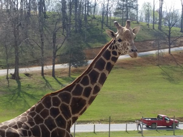 Сафари парк