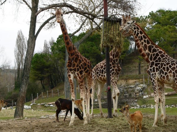 Сафари парк Можайский район